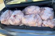 توقیف خودرو حمل 300 کیلوگرم مرغ فاسد و غیر بهداشتی + پلمپ کارگاه قطعه بندی